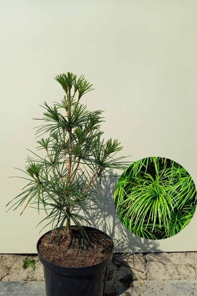 Junger Japanischer Schirmpinienbaum | Sciadopitys verticillata