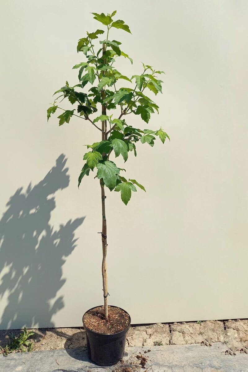 https://cdn.webshopapp.com/shops/304745/files/432533103/file.jpg