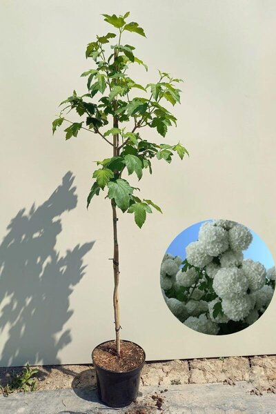 Jonge Sneeuwbal boom | Viburnum opulus 'Roseum'