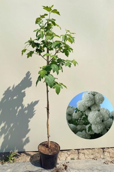 Junger Schneeballbaum | Viburnum opulus 'Roseum'