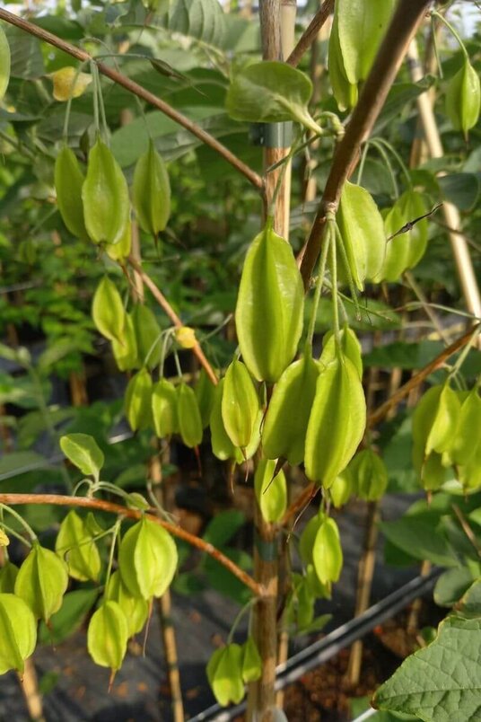 Young Carolina Silverbell Tree | Halesia carolina