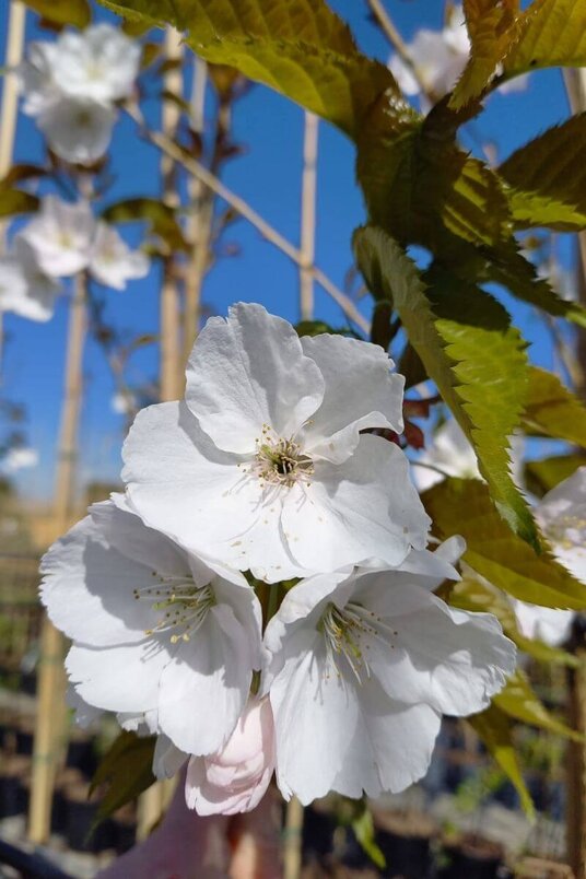 Jonge Japanse Sierkers boom | Prunus serrulata 'Sunset Boulevard'