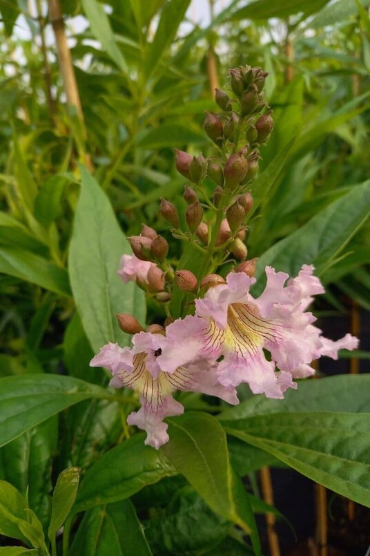 Young Desert Willow Tree | Chitalpa tashkentensis ‘Summer Bells’