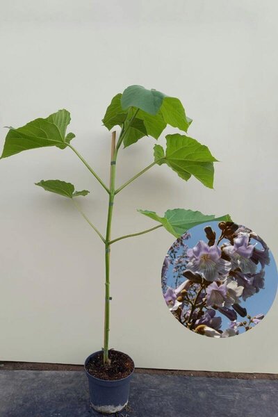 Jonge Anna Paulownaboom | Paulownia tomentosa