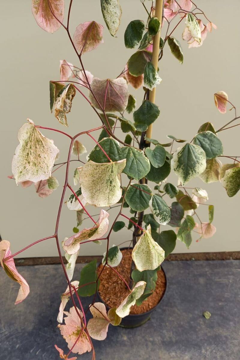 https://cdn.webshopapp.com/shops/304745/files/434215973/file.jpg