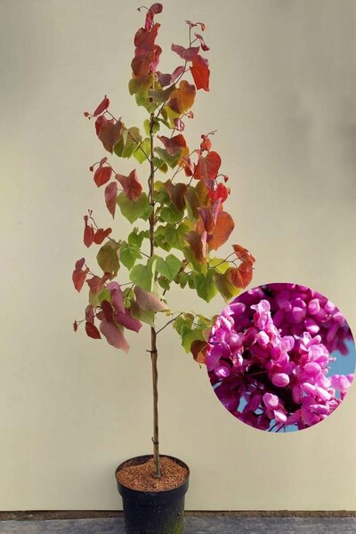 Junger herbstgefärbter Judasbaum | Cercis canadensis 'Eternal Flame'