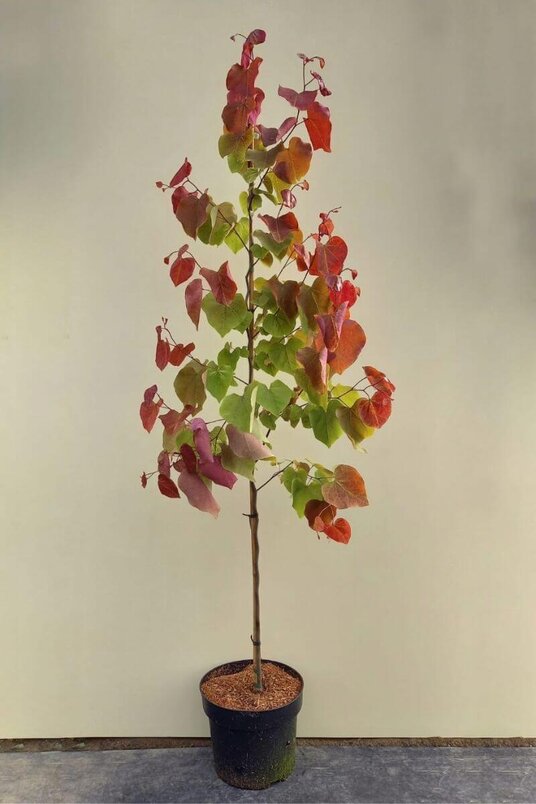 Young Autumn-Colored Eastern Redbud | Cercis canadensis 'Eternal Flame'