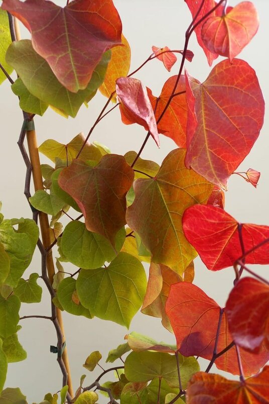 Young Autumn-Colored Eastern Redbud | Cercis canadensis 'Eternal Flame'