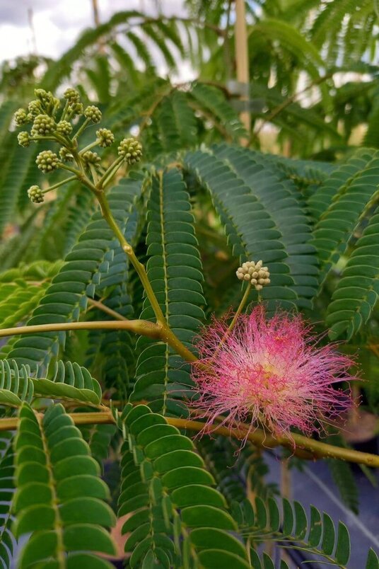 Jonge Perzische Slaapboom |  Albizia julibrissin 'Ombrella'