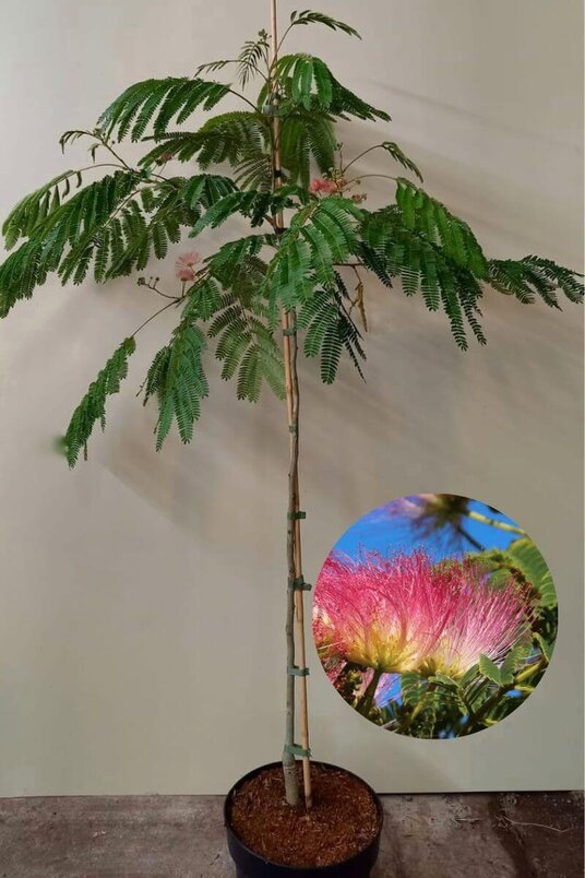 Jonge Perzische Slaapboom |  Albizia julibrissin 'Ombrella'