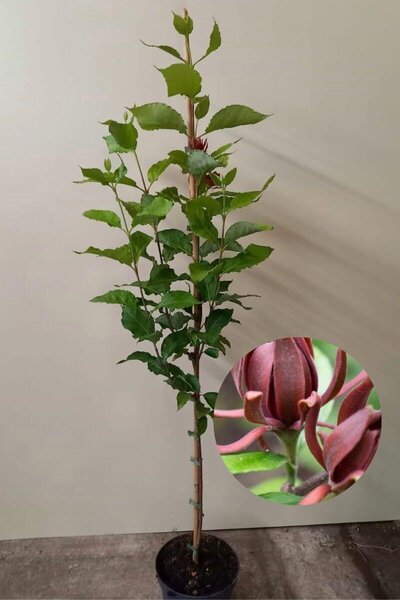 Young Melon Tree | Calycanthus floridus