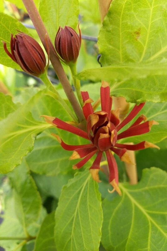 Junger Melonenbaum | Calycanthus floridus