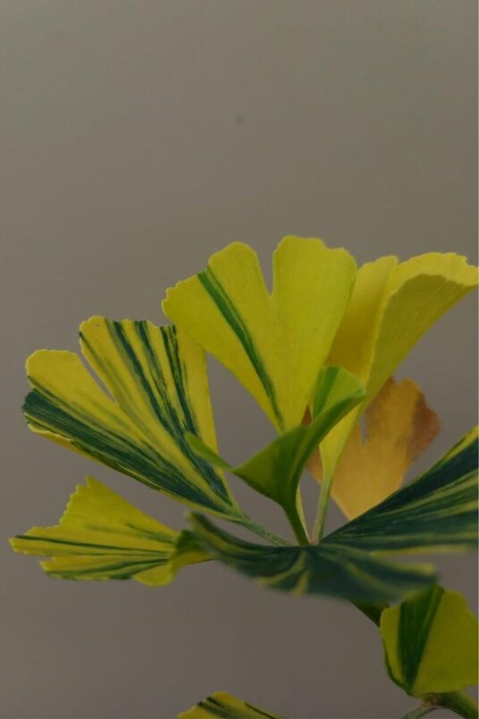 Jonge Bonte Japanse Notenboom | Ginkgo biloba 'Yellow Mellow