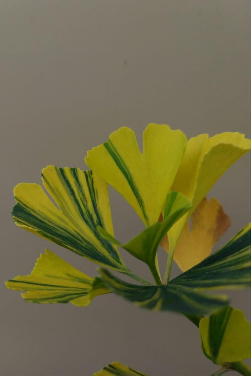https://cdn.webshopapp.com/shops/304745/files/435548942/file.jpg