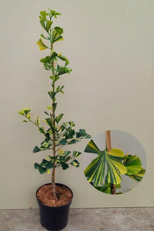 Jonge Bonte Japanse Notenboom | Ginkgo biloba 'Yellow Mellow