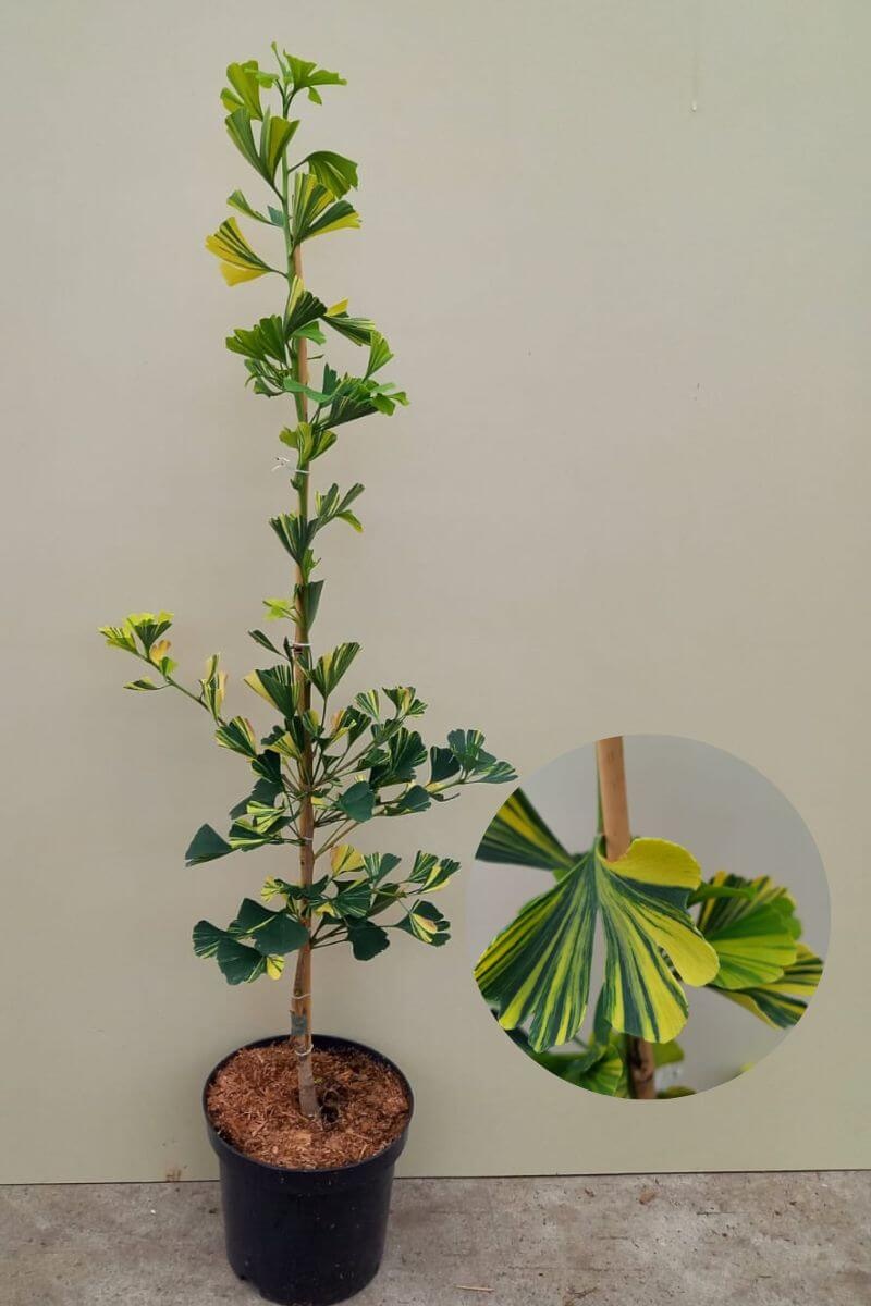 https://cdn.webshopapp.com/shops/304745/files/435548944/file.jpg