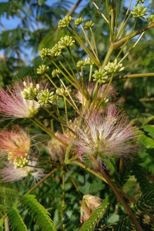 Jonge Perzische Slaapboom |  Albizia julibrissin 'Ombrella'