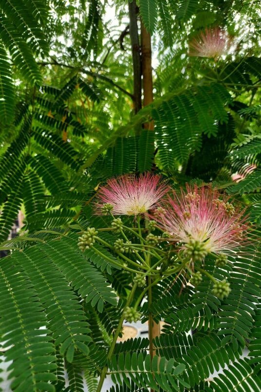 Jonge Perzische Slaapboom |  Albizia julibrissin 'Ombrella'