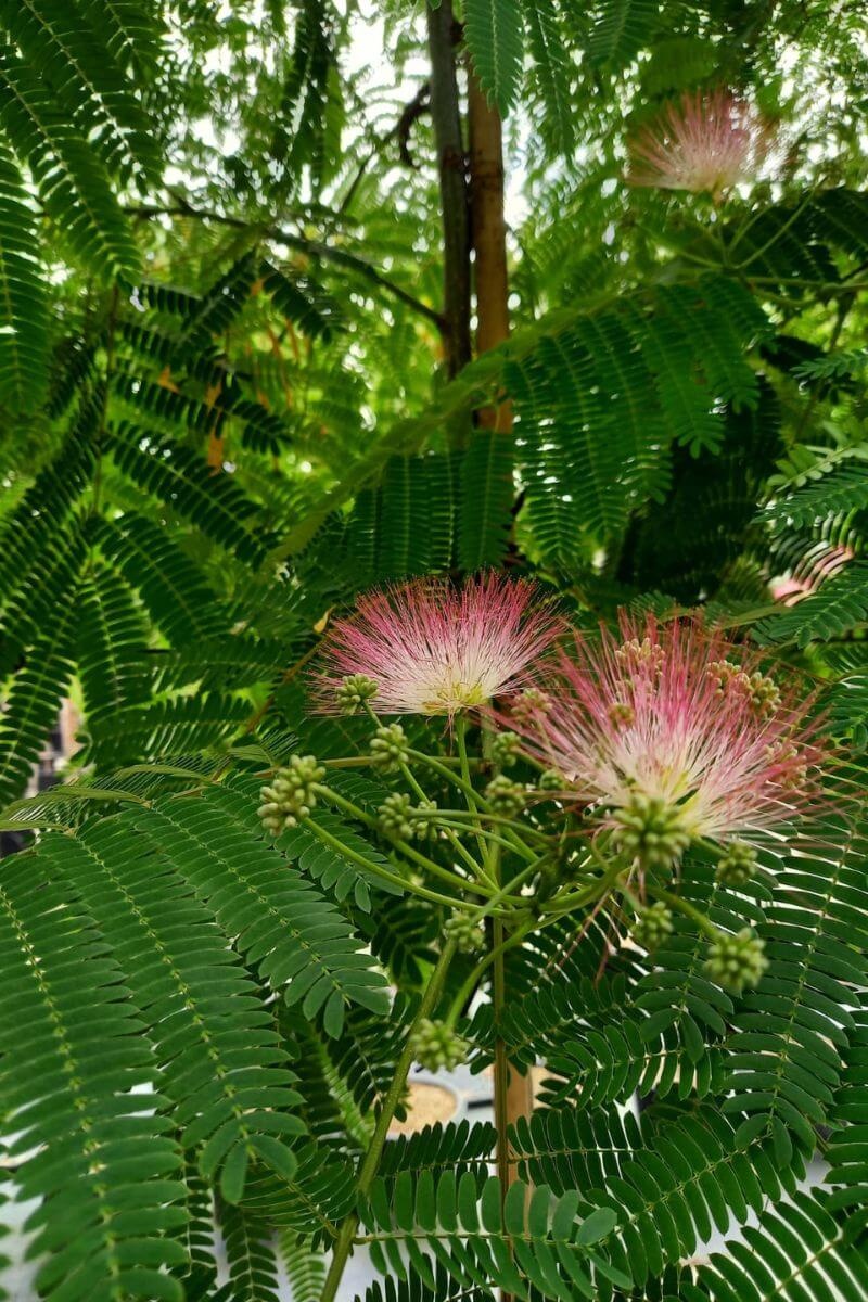 https://cdn.webshopapp.com/shops/304745/files/436623393/file.jpg