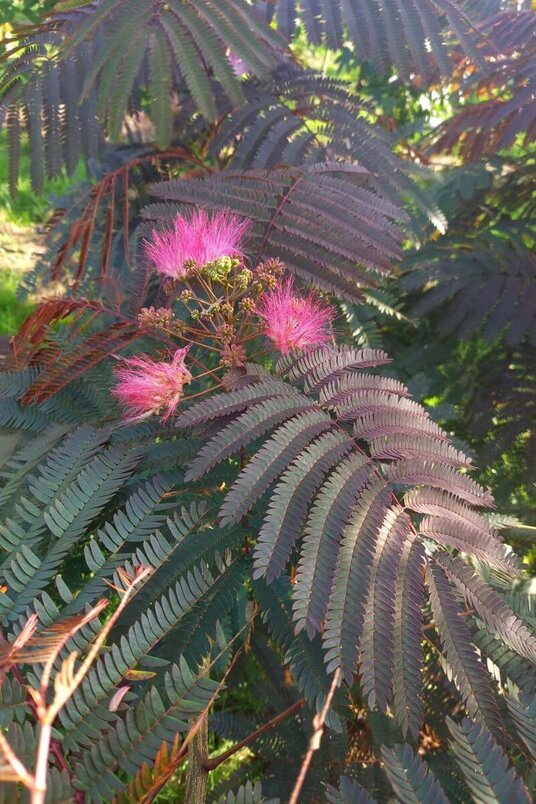 Junge Persische Seidenbaum | Albizia julibrissin 'Summer Chocolate'