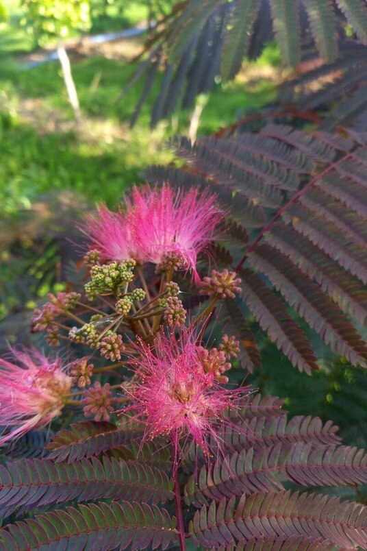 Junge Persische Seidenbaum | Albizia julibrissin 'Summer Chocolate'