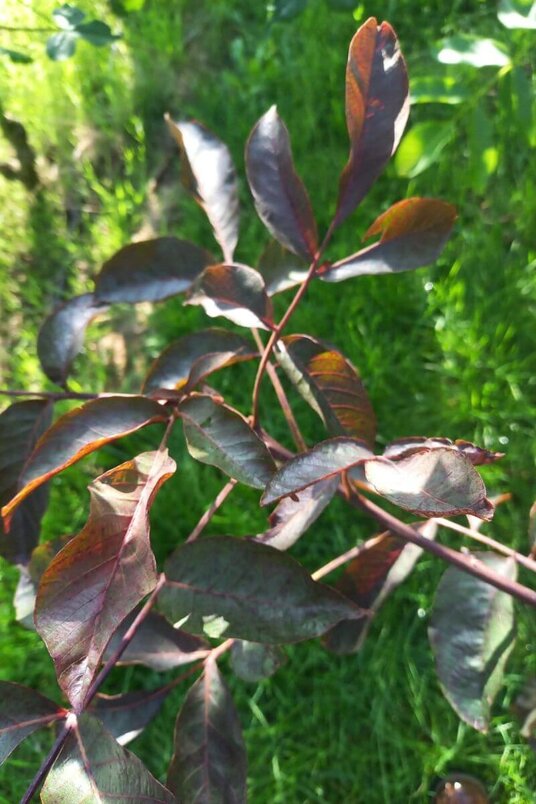 Junger rotblättriger Walnussbaum | Juglans regia 'Purpurea'