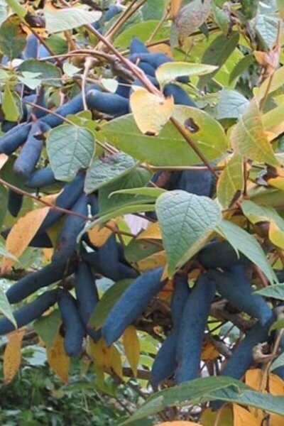 Young Blue Bean Tree | Decaisnea fargesii