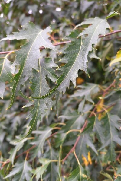 Junger feinblättriger Birkenbaum | Betula pendula 'Laciniata'v