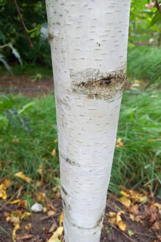 Jonge Fijnbladige Berkenboom | Betula pendula 'Laciniata'