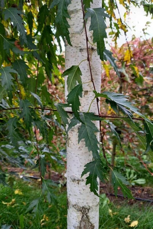 Young Fine-leaved Silver Birch | Betula pendula 'Laciniata'