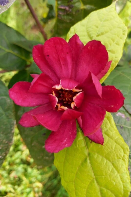 Junger Melonenbaum | Calycanthus floridus