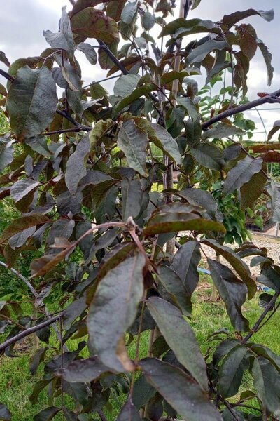 Junger rotblättriger Walnussbaum | Juglans regia 'Purpurea'