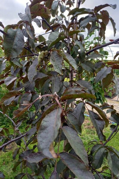 Young Red-leaf Walnut Tree | Juglans regia 'Purpurea'