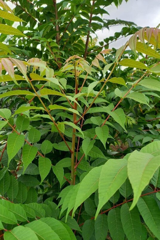 Junger chinesischer Toon-Baum | Toona sinensis