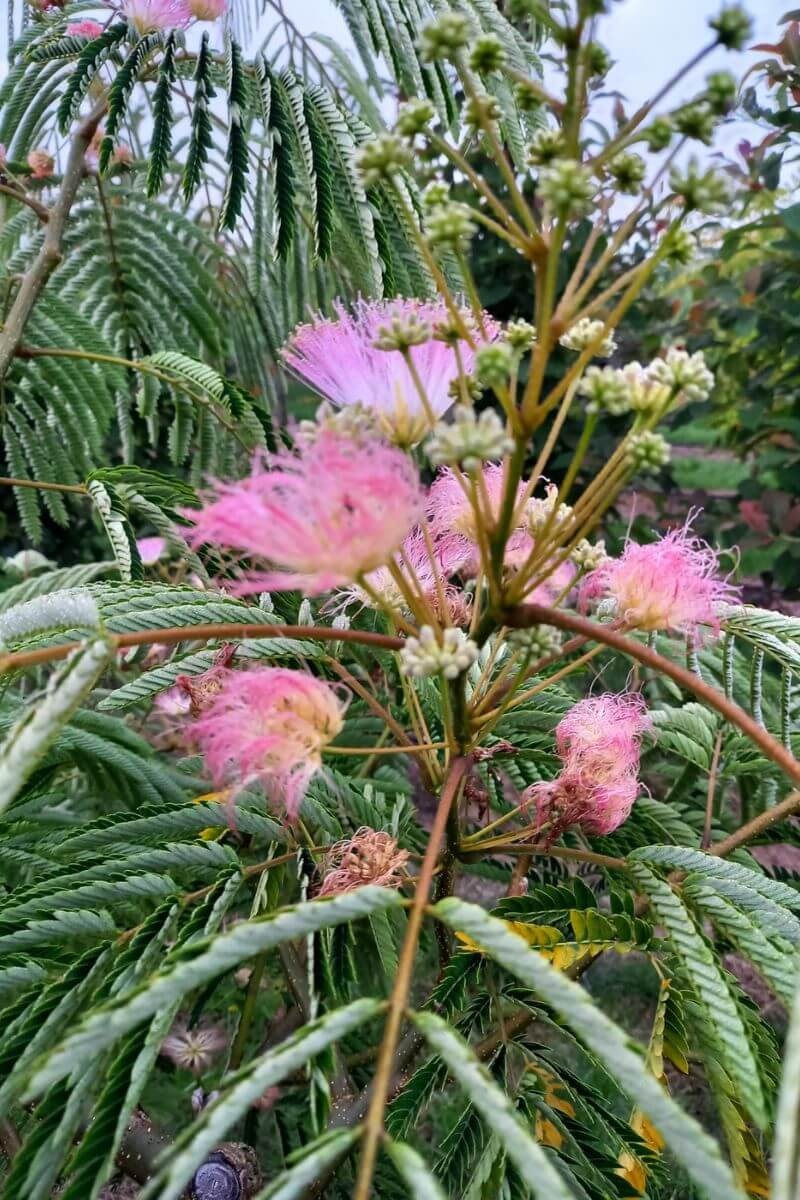 Albizia - Perzische slaapboom