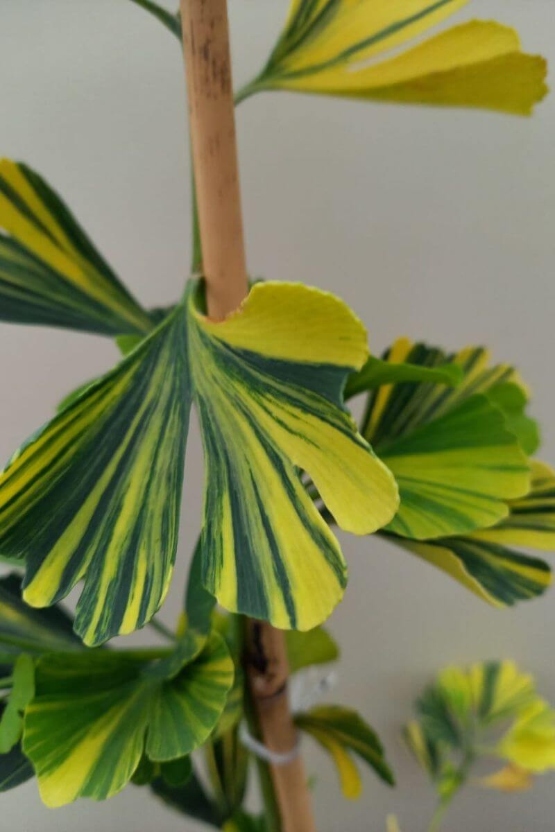 Bomen met opvallend blad