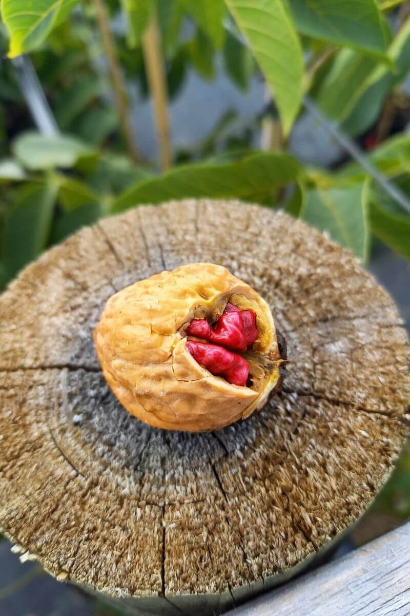 Vruchtdragende Bomen