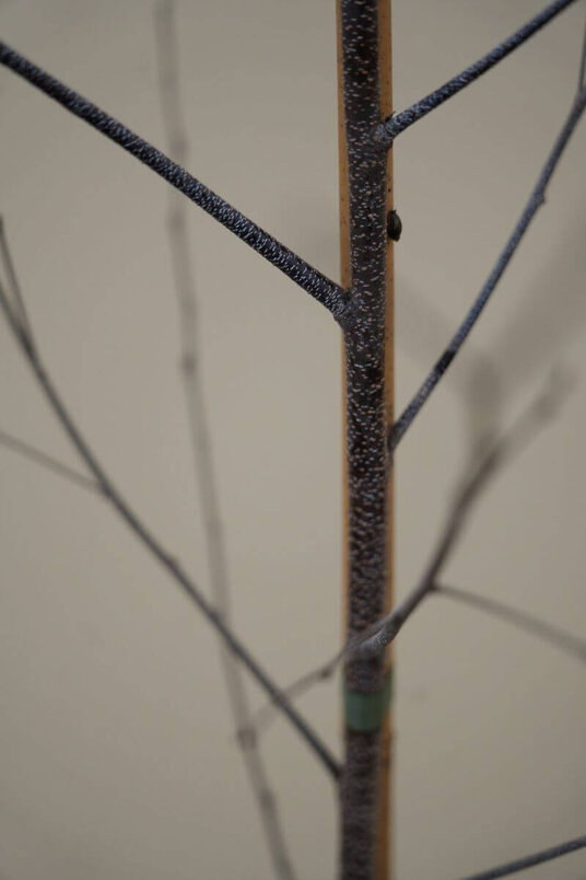 Jonge Roodbladige Berk boom | Betula pendula 'Royal Frost'