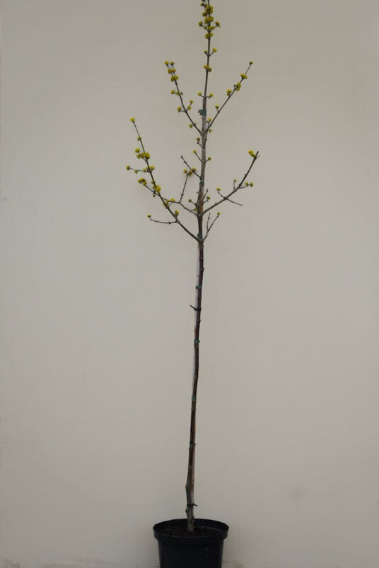 Young Large-fruited Dogwood Tree | Cornus mas 'Jolico'