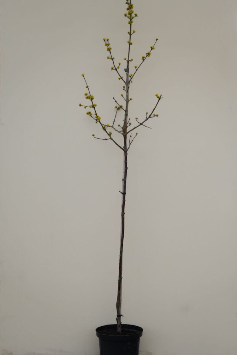 https://cdn.webshopapp.com/shops/304745/files/452527819/cornus-mas-bloei-2.jpg
