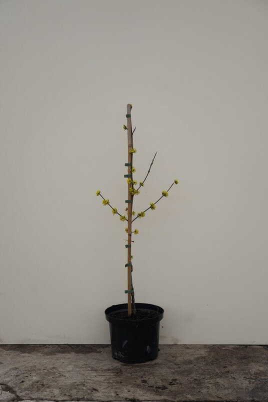 Junger Großfrüchtiger Hartriegelbaum | Cornus mas 'Jolico'