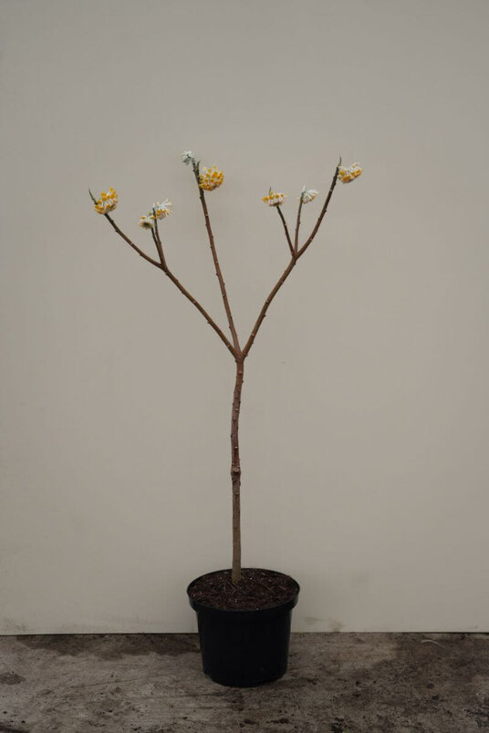 Young Paperbush | Edgeworthia chrysantha