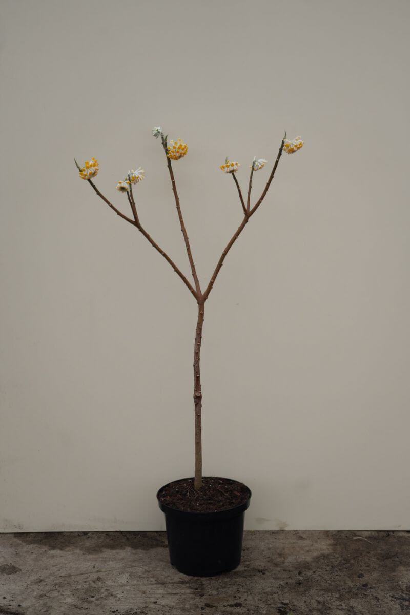https://cdn.webshopapp.com/shops/304745/files/452527982/edgeworthia-bloei.jpg