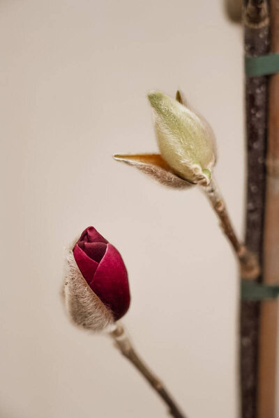 Junger Biberbaum | Magnolia 'Black Tulip'