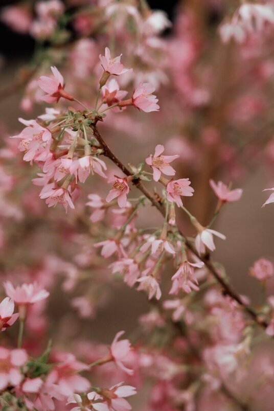 Young Early-Flowering Cherry Blossom | Prunus 'Okame'
