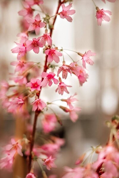 Young Early-Flowering Cherry Blossom | Prunus 'Okame'