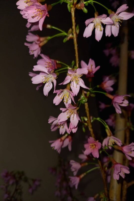 Jonge Vroegbloeiende Sierkers | Prunus 'Okame'