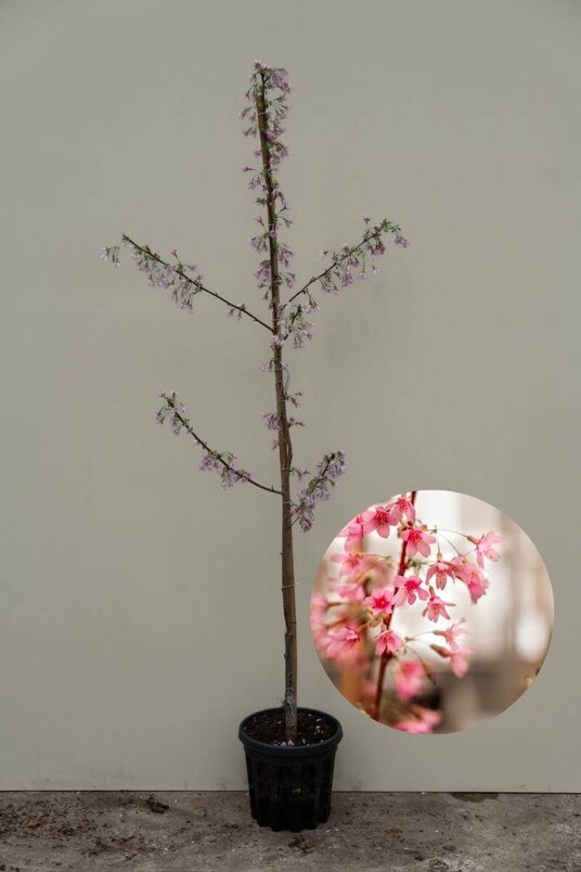 Junge Frühblühende Zierkirsche | Prunus 'Okame'