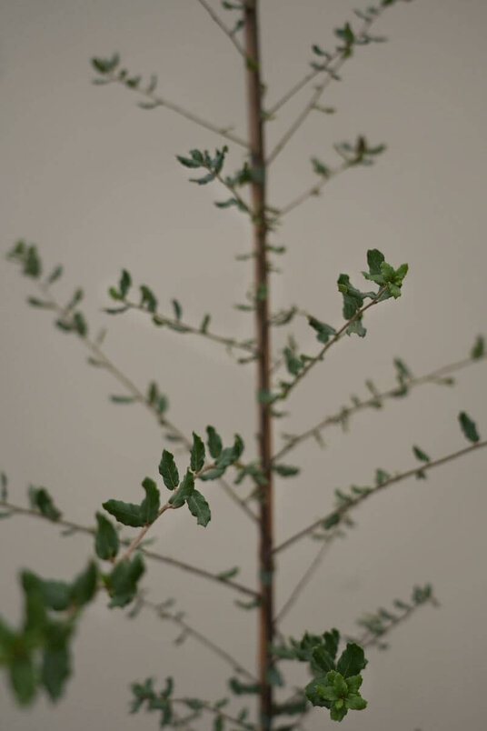 Young Cork Oak Tree | Quercus suber