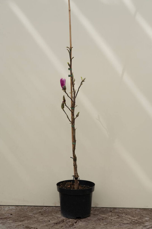 Junger Seestern-Magnolienbaum | Magnolia 'Susan'